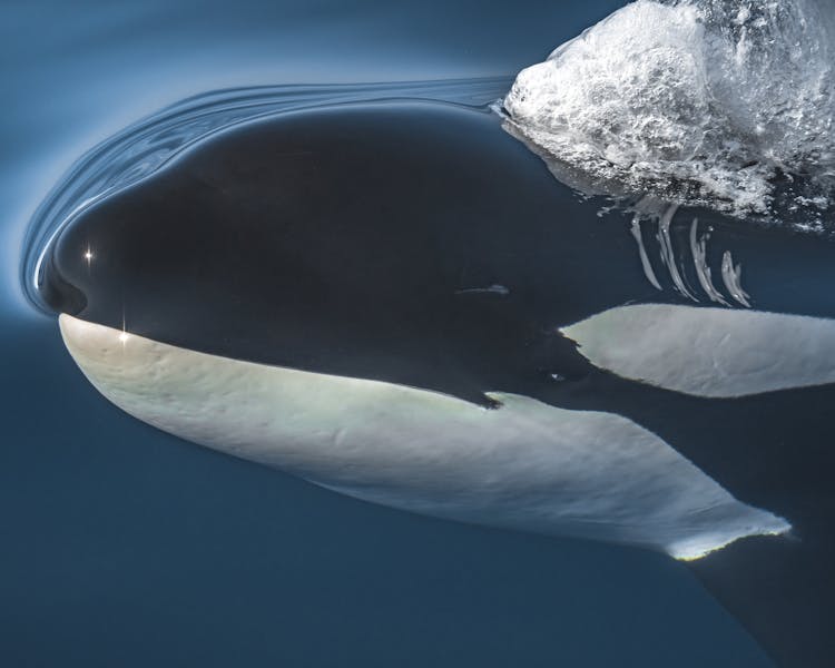 Underwater Photo Of Whale And Iceberg