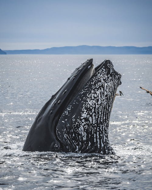 動物攝影, 垂直拍摄, 座头鲸 的 免费素材图片