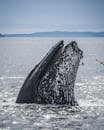 A Humpback Whale in the Ocean