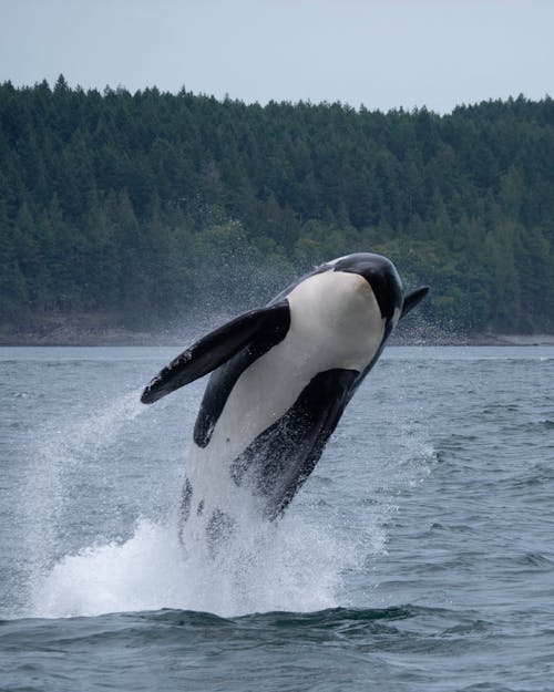 An Orca Whale Jumping out of the Water