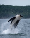 An Orca Whale Jumping out of the Water