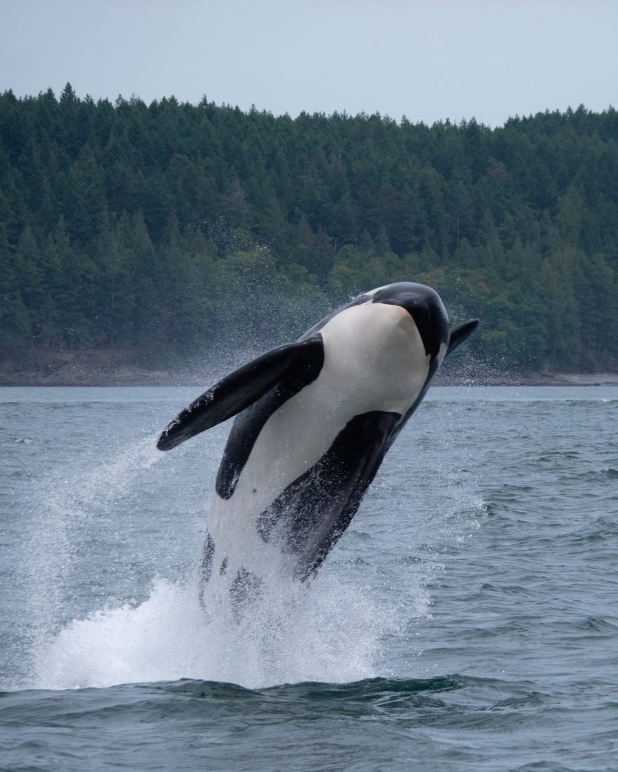 An orca whale jumping out of the water