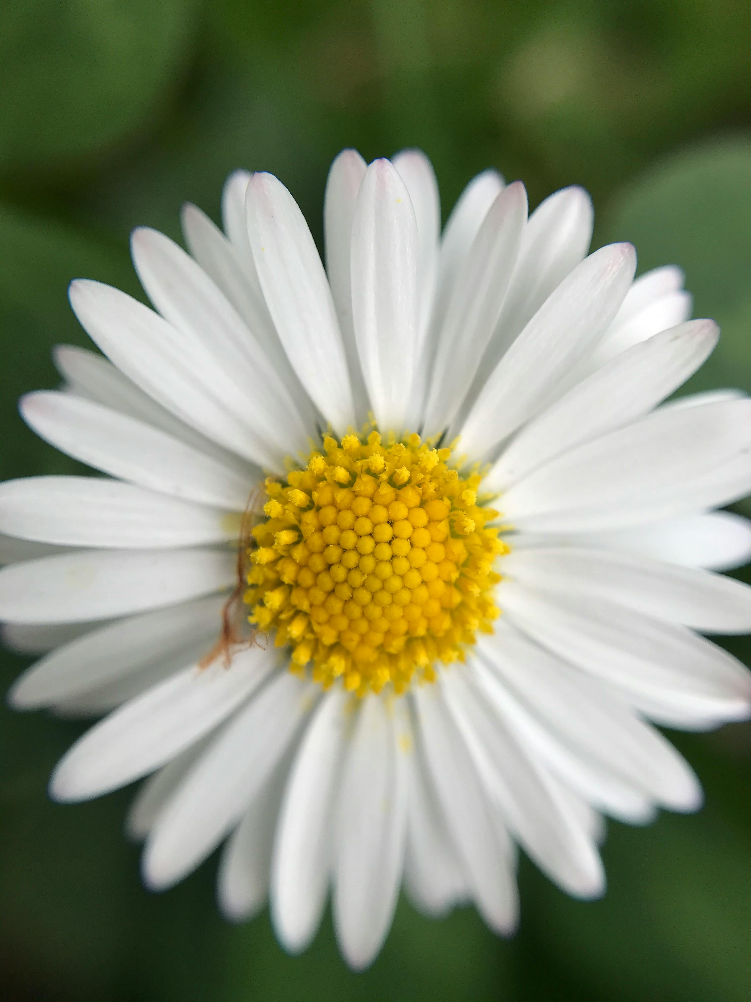 White Daisies in Close-Up Photography · Free Stock Photo