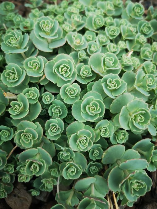 Free Detailed view of green succulent rosettes displaying natural symmetry and beauty. Stock Photo