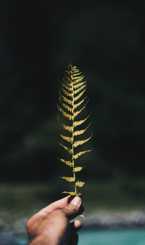 Free A hand holding a fern leaf against a dark blurred background, capturing nature's beauty. Stock Photo