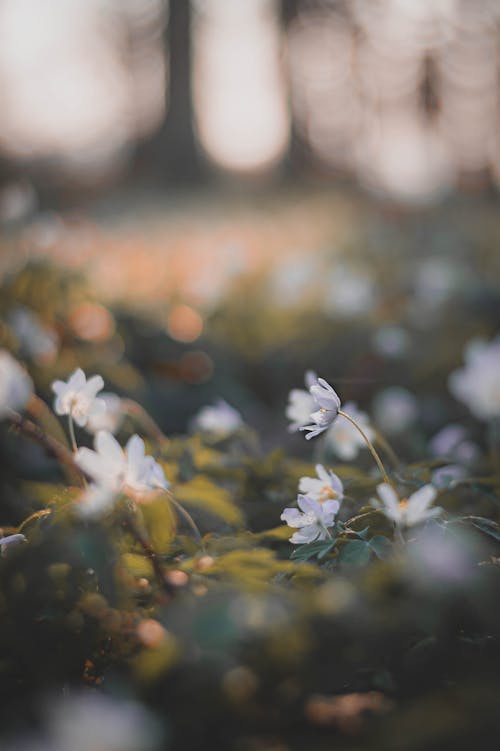 Безкоштовне стокове фото на тему «білі квіти, вертикальні постріл, глибина різкості»