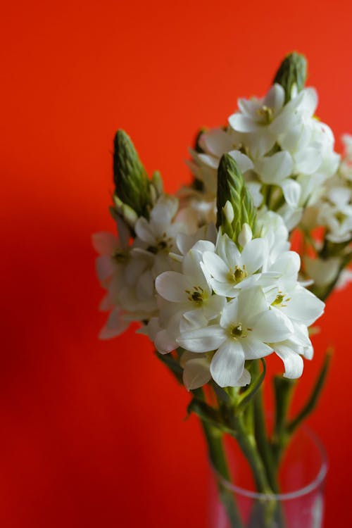 A Close-Up Shot of Beautiful White Flowers