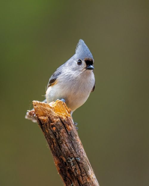 Free Close-up of a Tufted Titmouse bird perched on a tree branch against a blurred background. Stock Photo