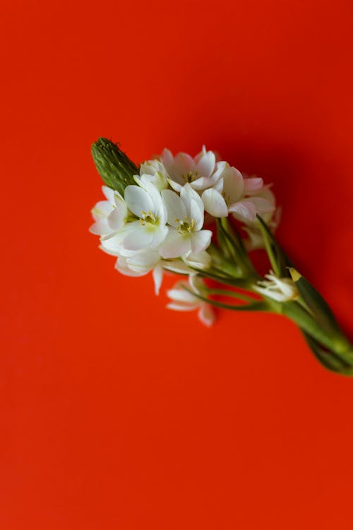 Foto profissional grátis de broto, close-up, flora
