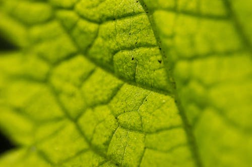 Gratis lagerfoto af blad, grøn, natur