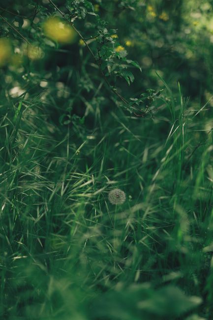 Small dandelion growing among tall green grass and bushes in nature in daylight