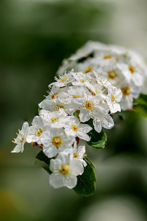 Immagine gratuita di bocciolo, colpo del primo piano, fiori bianchi