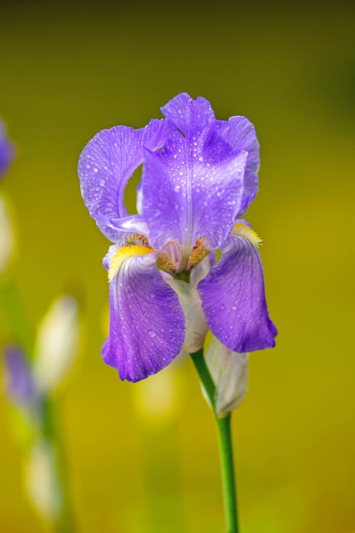 Immagine gratuita di bocciolo, colpo del primo piano, fiore viola