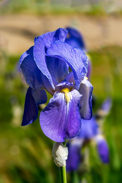 Immagine gratuita di bocciolo, colpo del primo piano, fiore blu