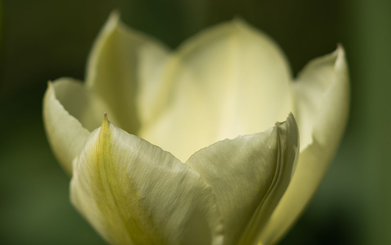 a detailed close up image capturing the elegance of a blooming white t