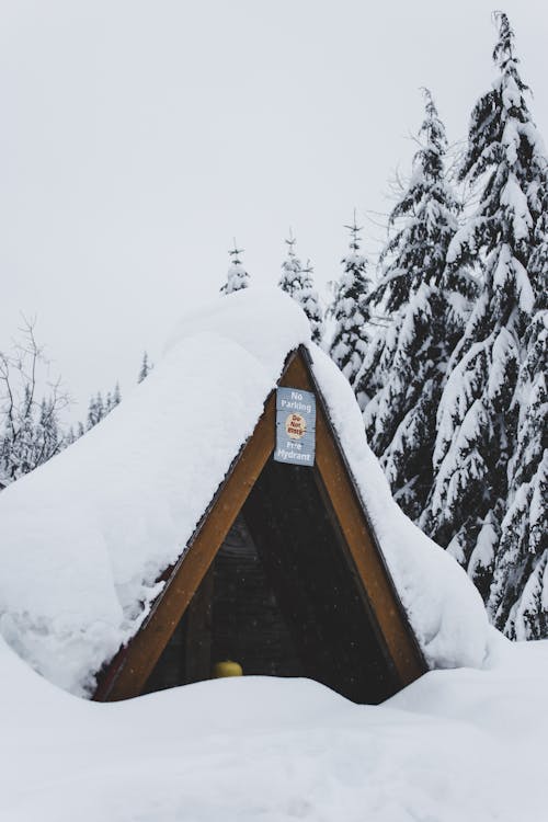 Pinos Cubiertos De Nieve