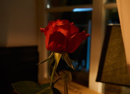 Free stock photo of romance, romantic, rose