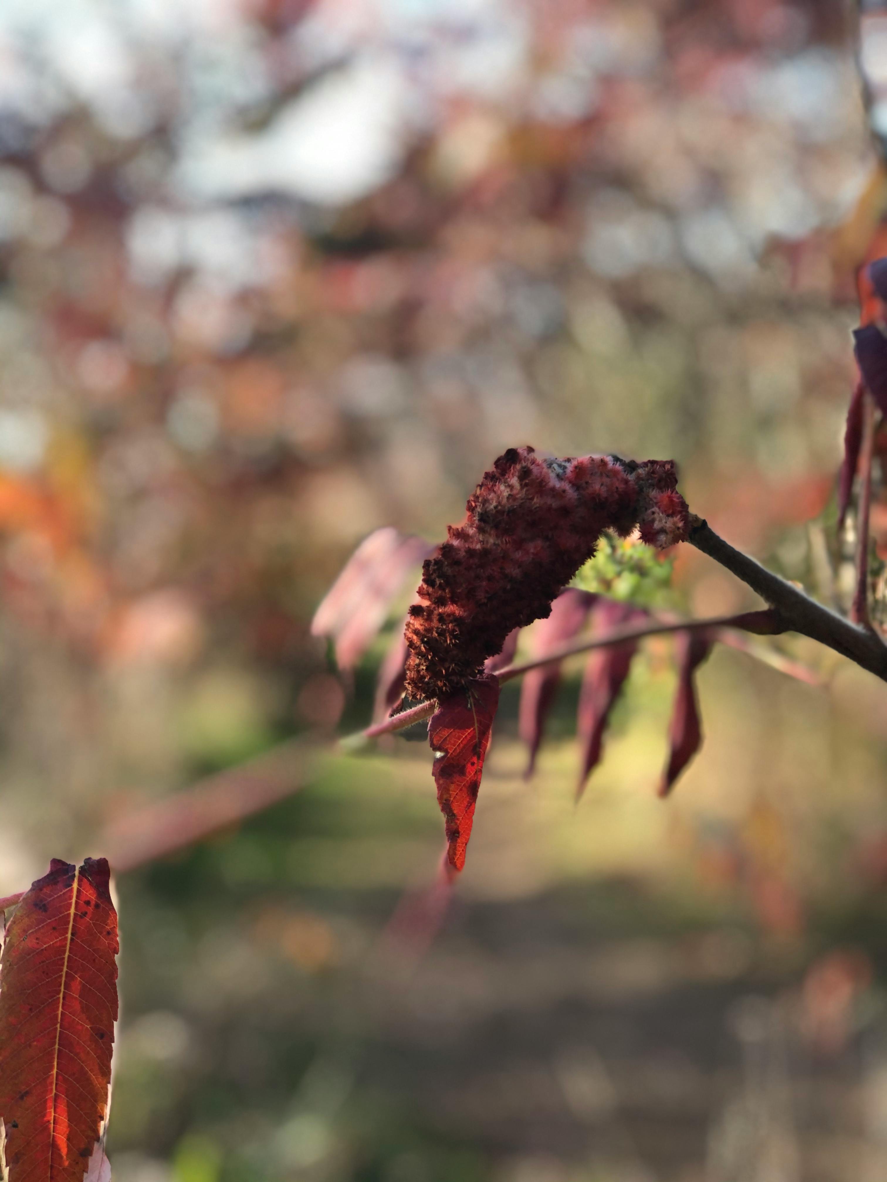 Bánh chưng ngày Tết
