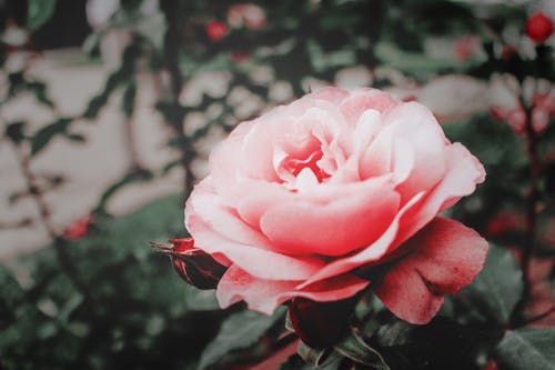 Free Pink Rose Flower Stock Photo