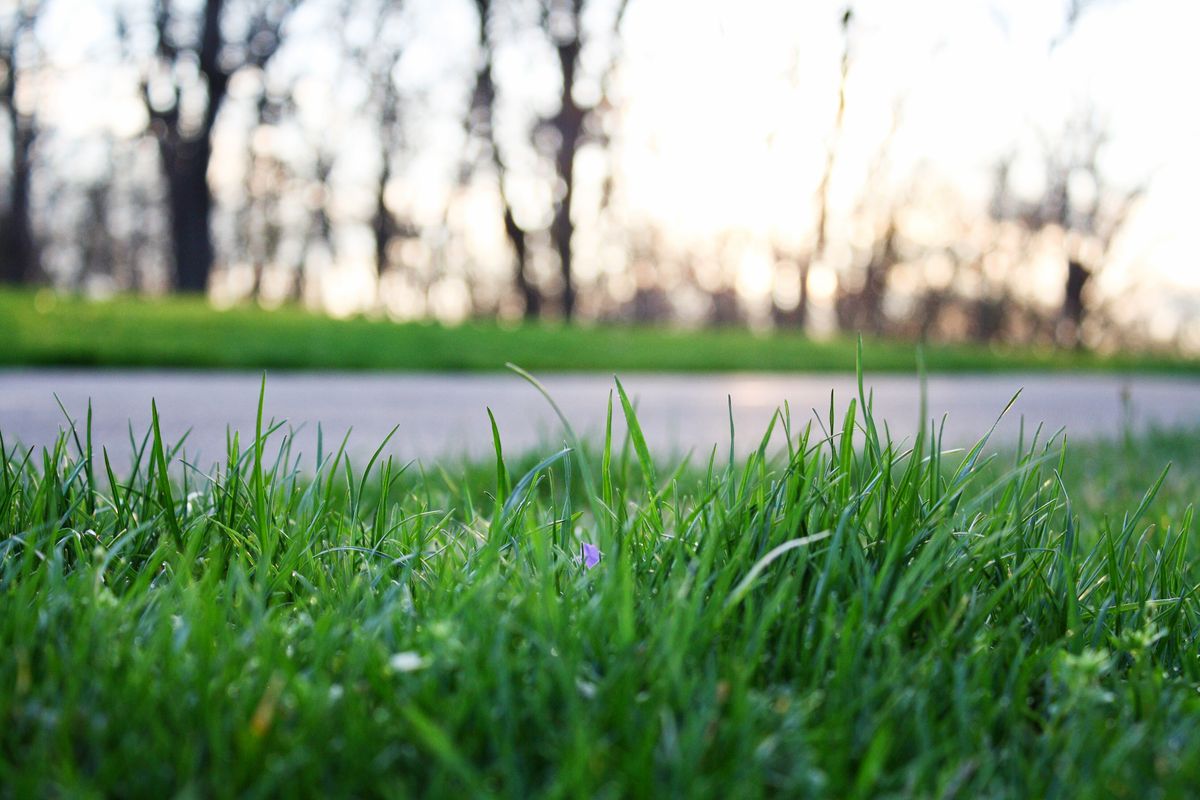 A close-up shot of vibrant green grass with trees softly blurred in the background, evoking a serene outdoor setting.