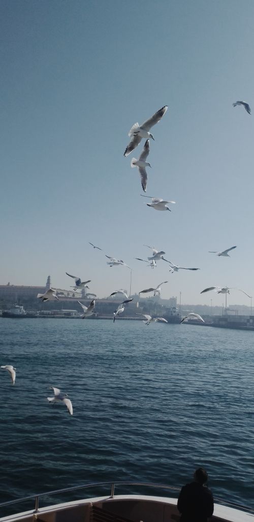 Free stock photo of bosphorus, bosphorus bridge, bosphorusbridge Stock Photo