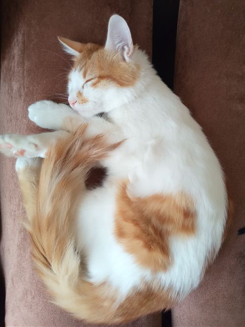 Free stock photo of cat, heart, kalp Stock Photo