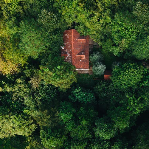 Imagine de stoc gratuită din arbori, cămin, clădire