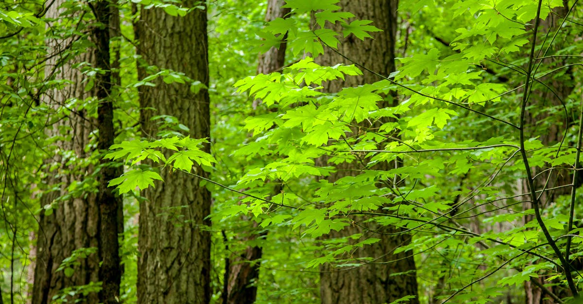 Free stock photo of green, leaves, redwoods