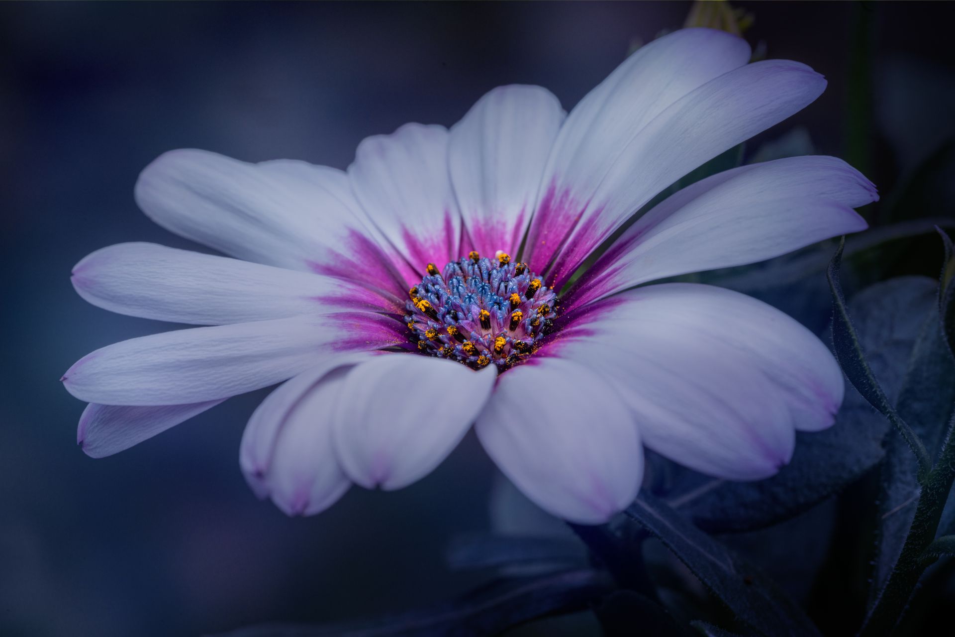 A stunning macro shot of a blooming Cape Marguerite with vivid colors and intricate details.