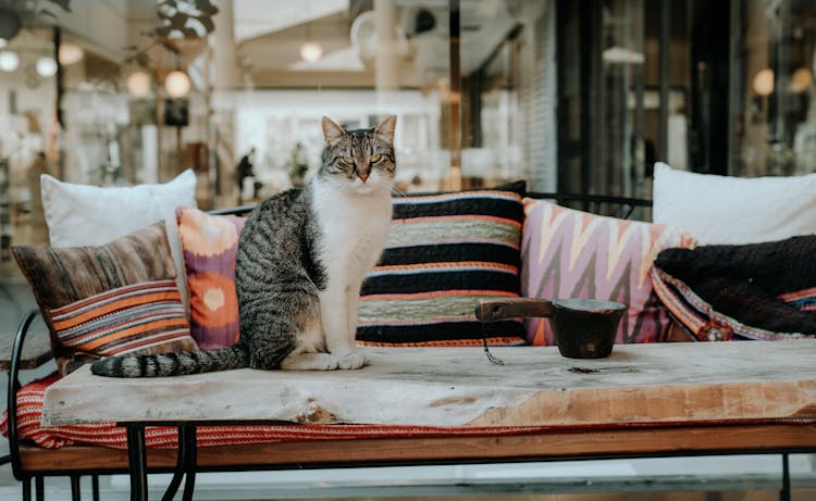 Cat Sitting On A Table