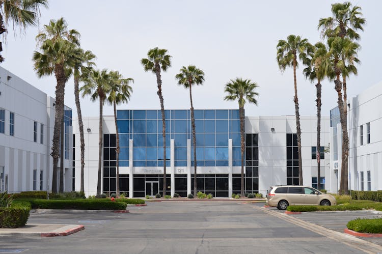 Palm Trees At The Building Square Parking Lot