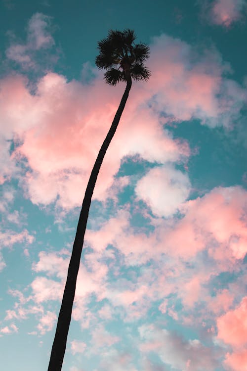 Green Palm Tree Under Blue Sky and Pink Clouds