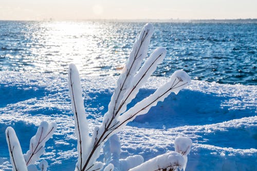 Free stock photo of canada, frozen, ice