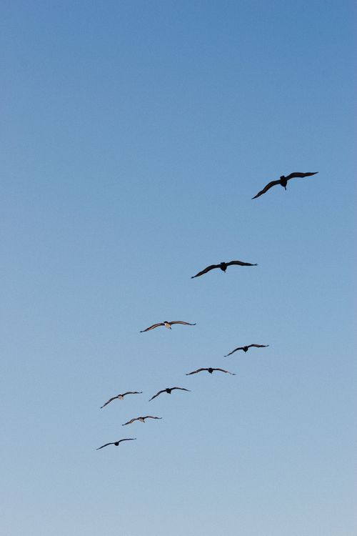 Free A vertical shot of birds flying in formation under a clear blue sky. Stock Photo