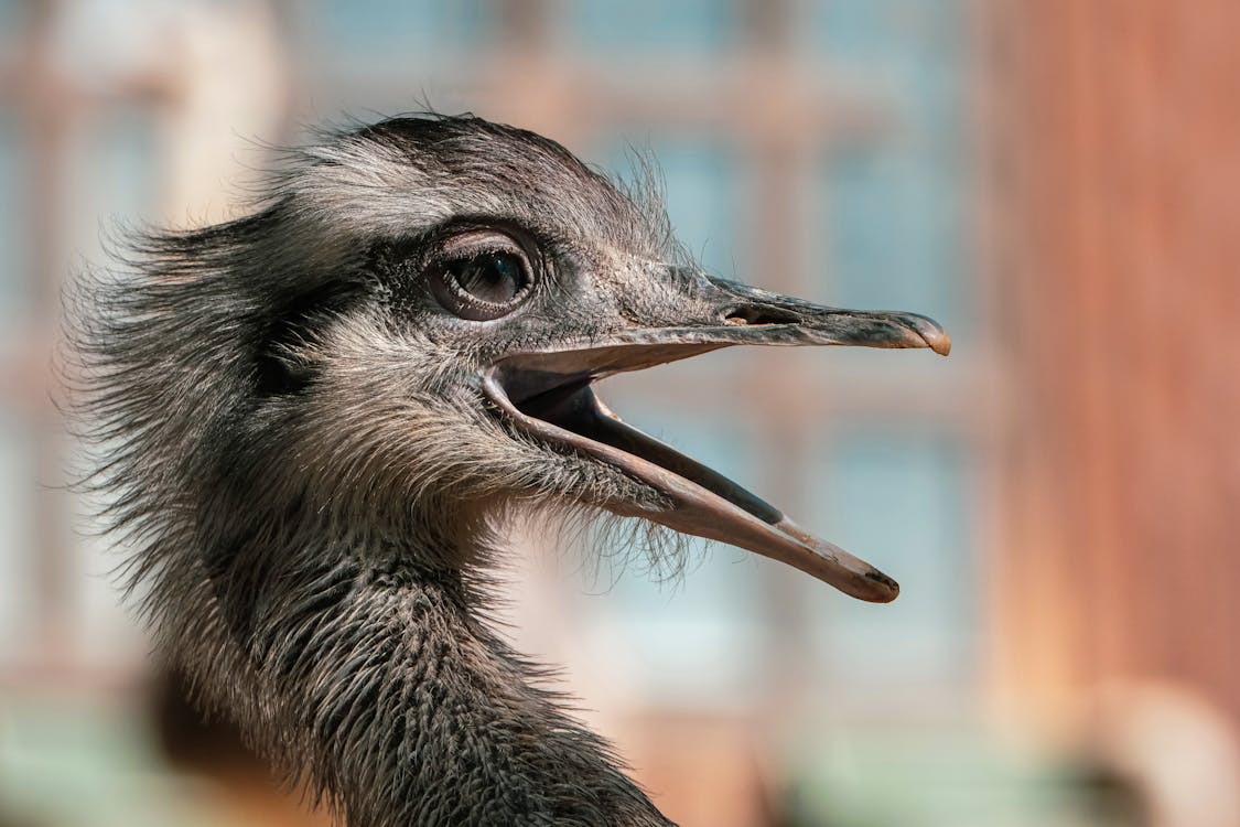 ostrich head