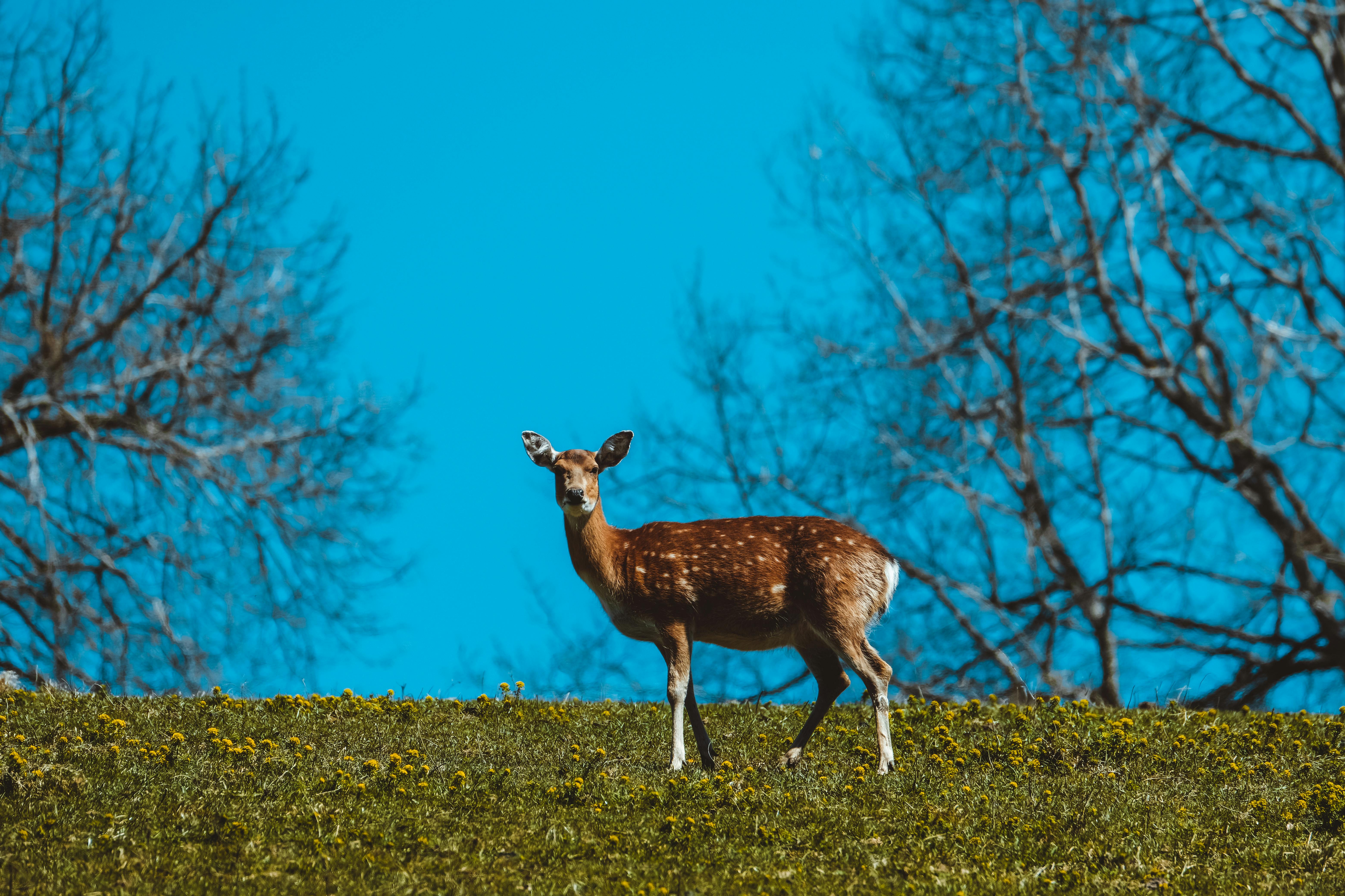 Brown Deer on Green Grass Field · Free Stock Photo