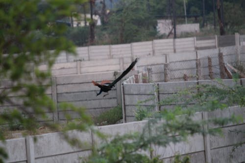 Fotos de stock gratuitas de aves, fotografía de aves, fotografía de vida salvaje