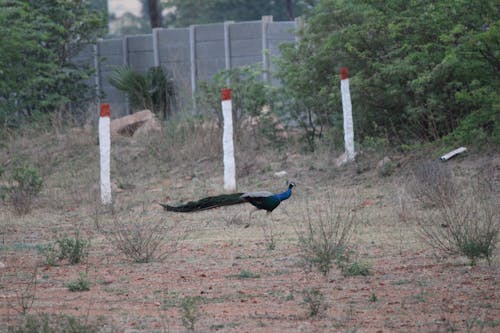 Fotos de stock gratuitas de aves, fotografía, fotografía de aves