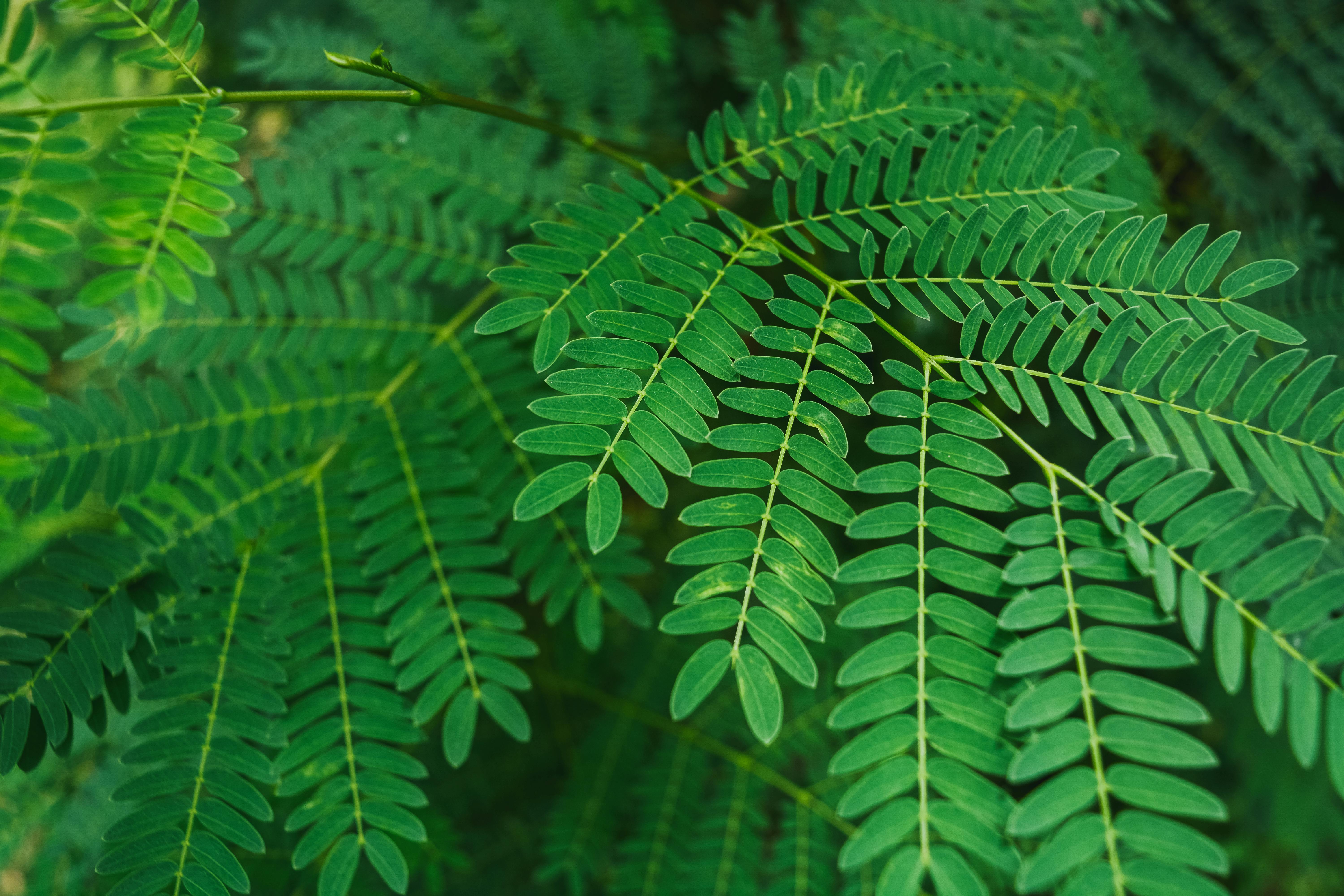 Close-Up Shot of Green Palm Leaves · Free Stock Photo