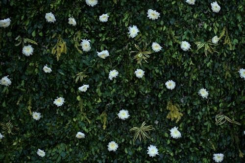 Green Leaves and White Chrysanthemum Flowers