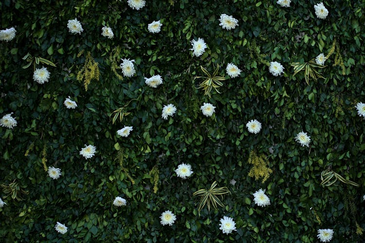 Green Leaves And White Chrysanthemum Flowers