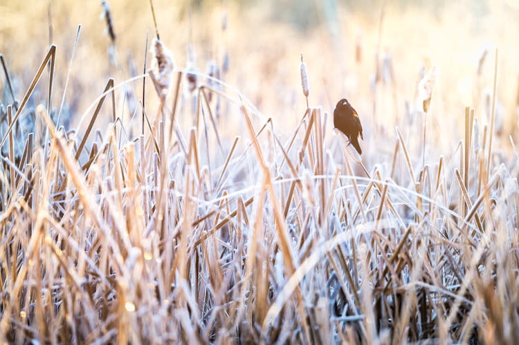 Bird Sitting On Dry Reed In Nature