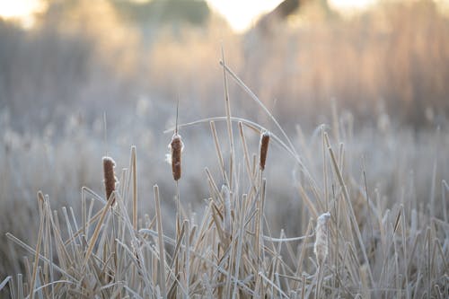 Free Picturesque scenery of reeds growing among dry grass in nature against blurred background in daytime Stock Photo