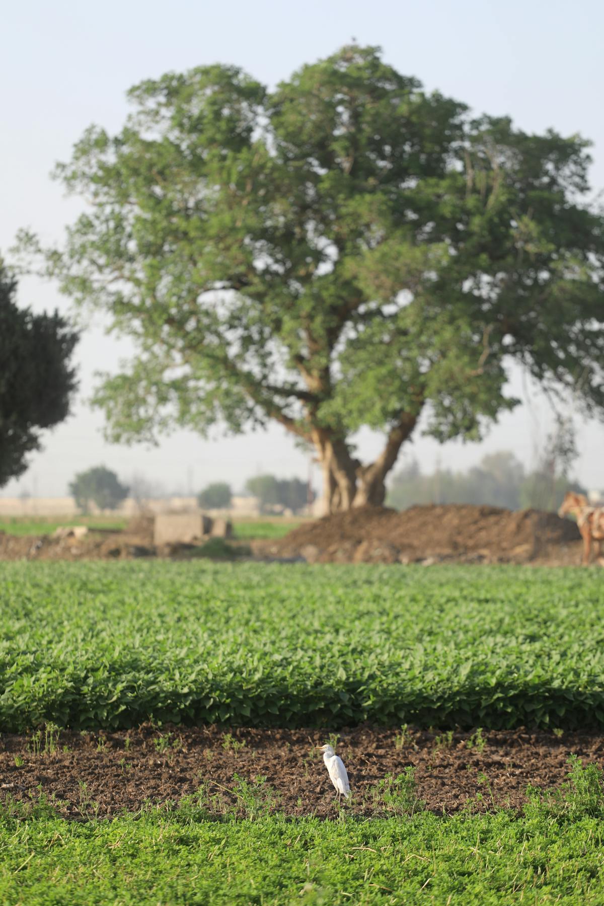 Stylized character with companion creature, similar to Palworld-style creature collection