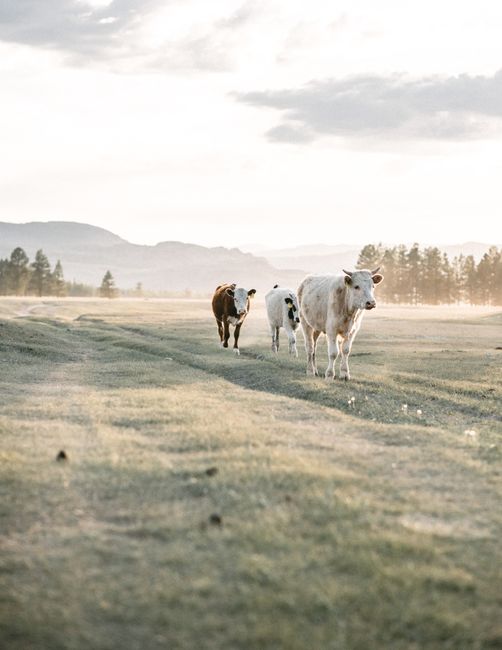 Herd of cows strolling on grassy meadow near trees under cloudy sky in sunny day in nature