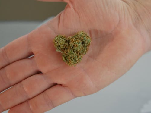 Close-Up Photo of Kush on a Person's Palm