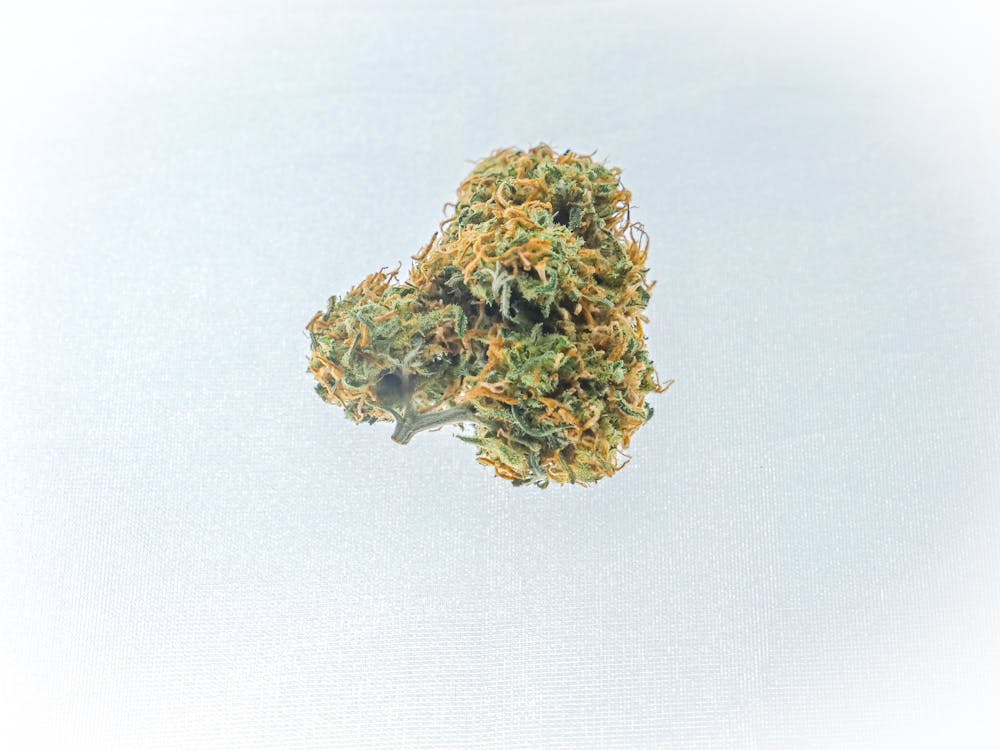 Photo of Skunk Weed on White Background