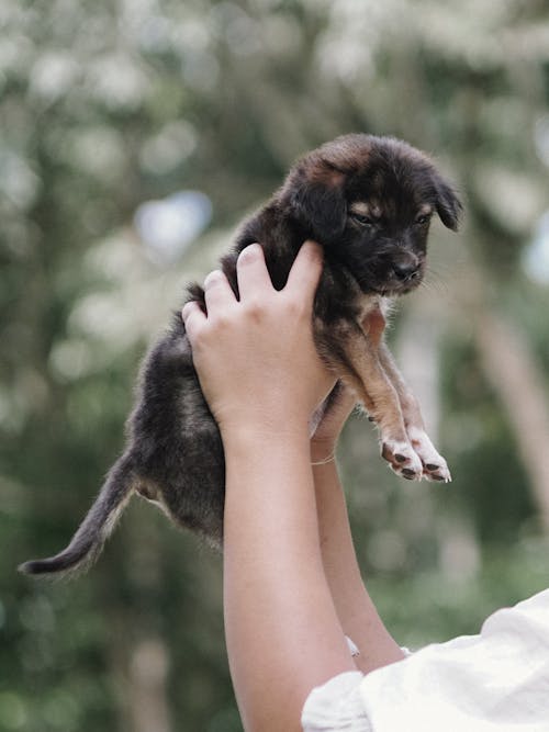 動物, 哺乳動物, 垂直拍攝 的 免費圖庫相片