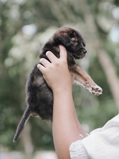 動物, 哺乳動物, 垂直拍攝 的 免費圖庫相片