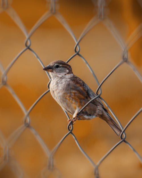 Close-Up Shot of a Passerine Bird Perched on a Metal Fence
